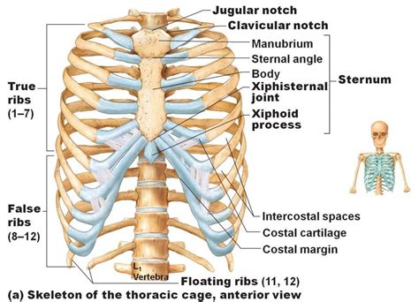 how many ribs do people have|Ribs: Anatomy, ligaments and clinical notes .